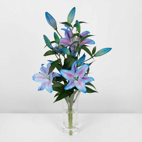 Oriental Lily | ALDI UK